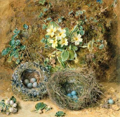 Primroses and Bird's Nests