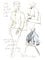 Balenciaga full back jackets, fashion illustration