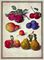 Plums, Cherries, Apples and Pears from Horti Itzeinensis