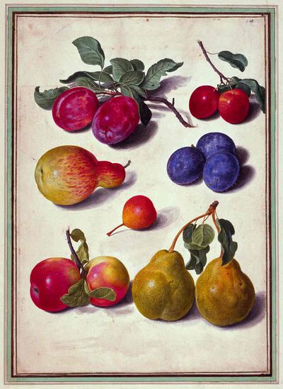 Plums, Cherries, Apples and Pears from Horti Itzeinensis