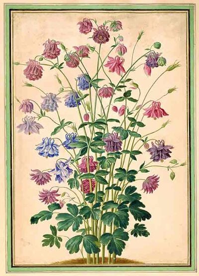 Columbine from Horti Itzeinensis
