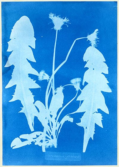 Dandelion
