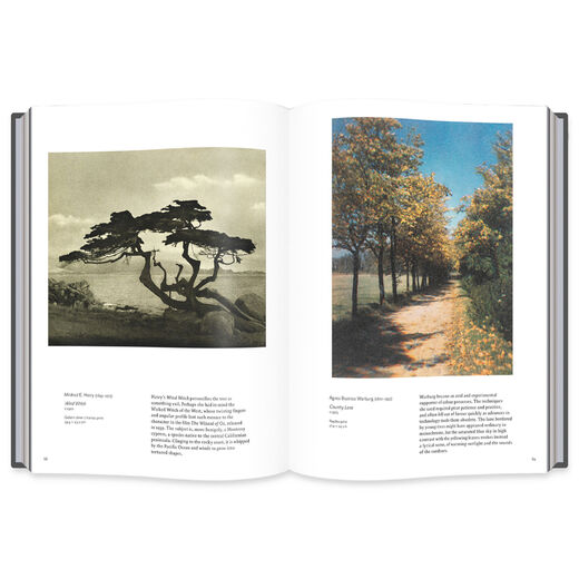 Into the Woods: Trees in Photography