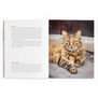 City Cats of Istanbul