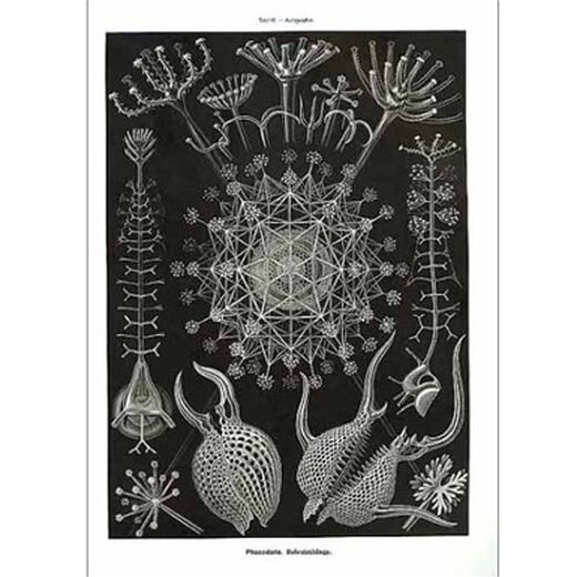 Art Forms in Nature