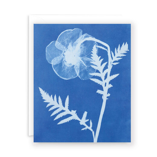 Poppy greeting card