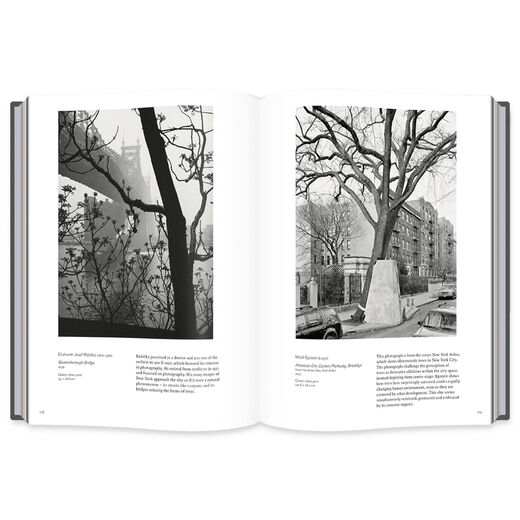 Into the Woods: Trees in Photography
