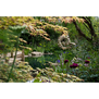 The New Romantic Garden