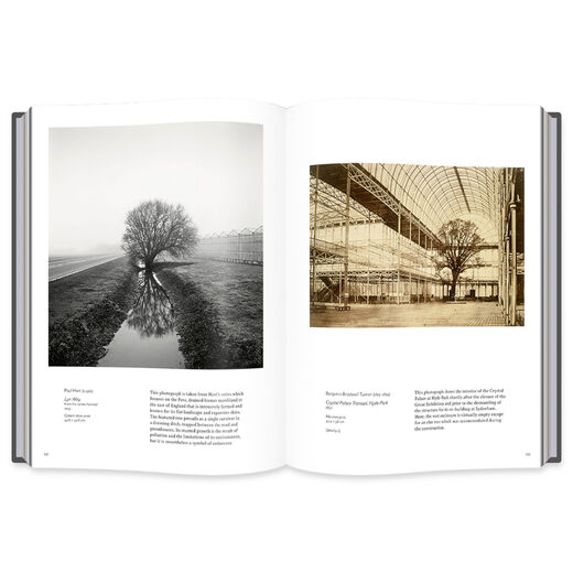 Into the Woods: Trees in Photography