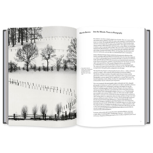 Into the Woods: Trees in Photography
