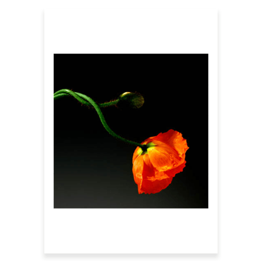 Fragile Beauty exhibition postcard pack