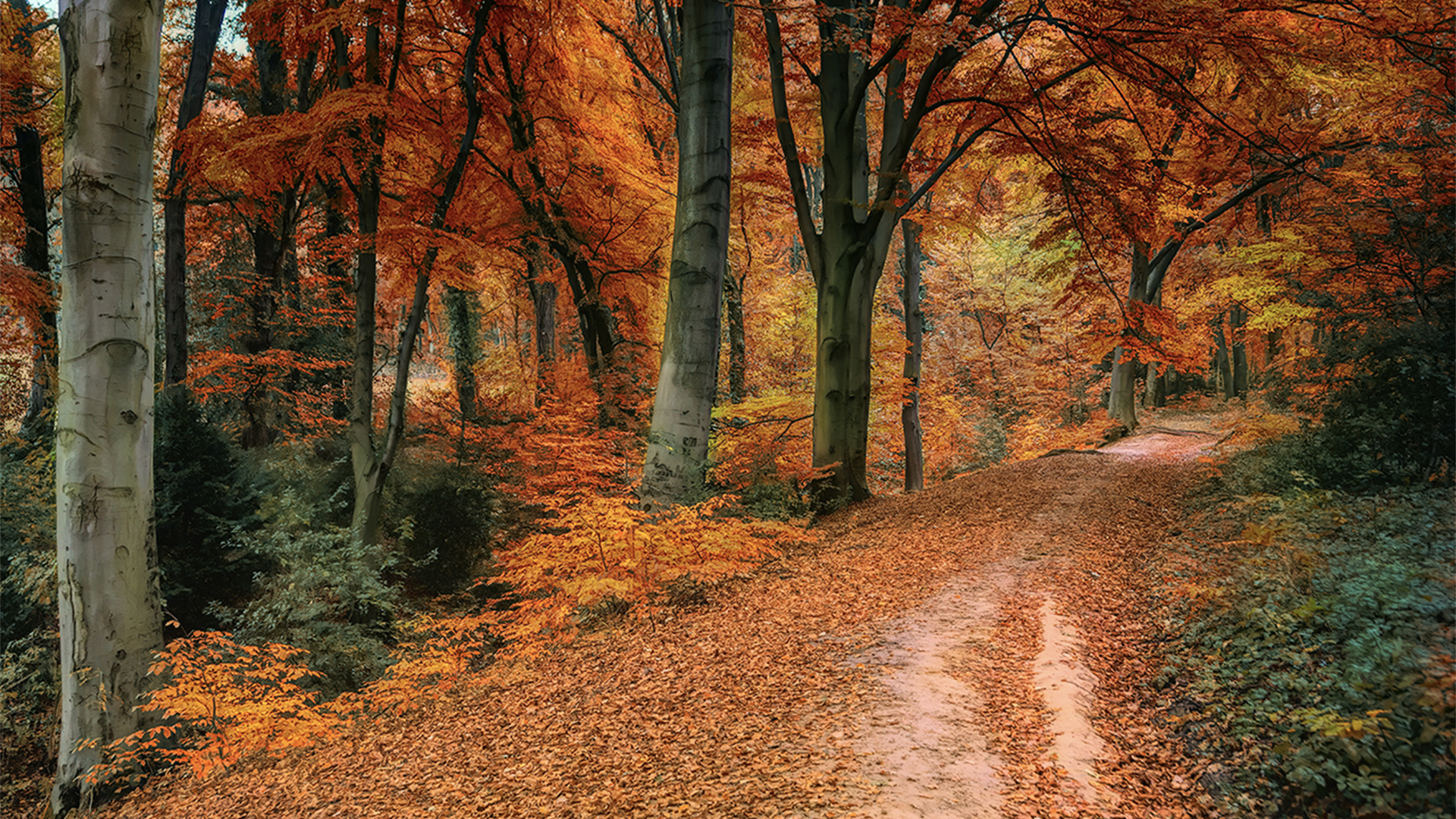 Trail through an autumnal wood