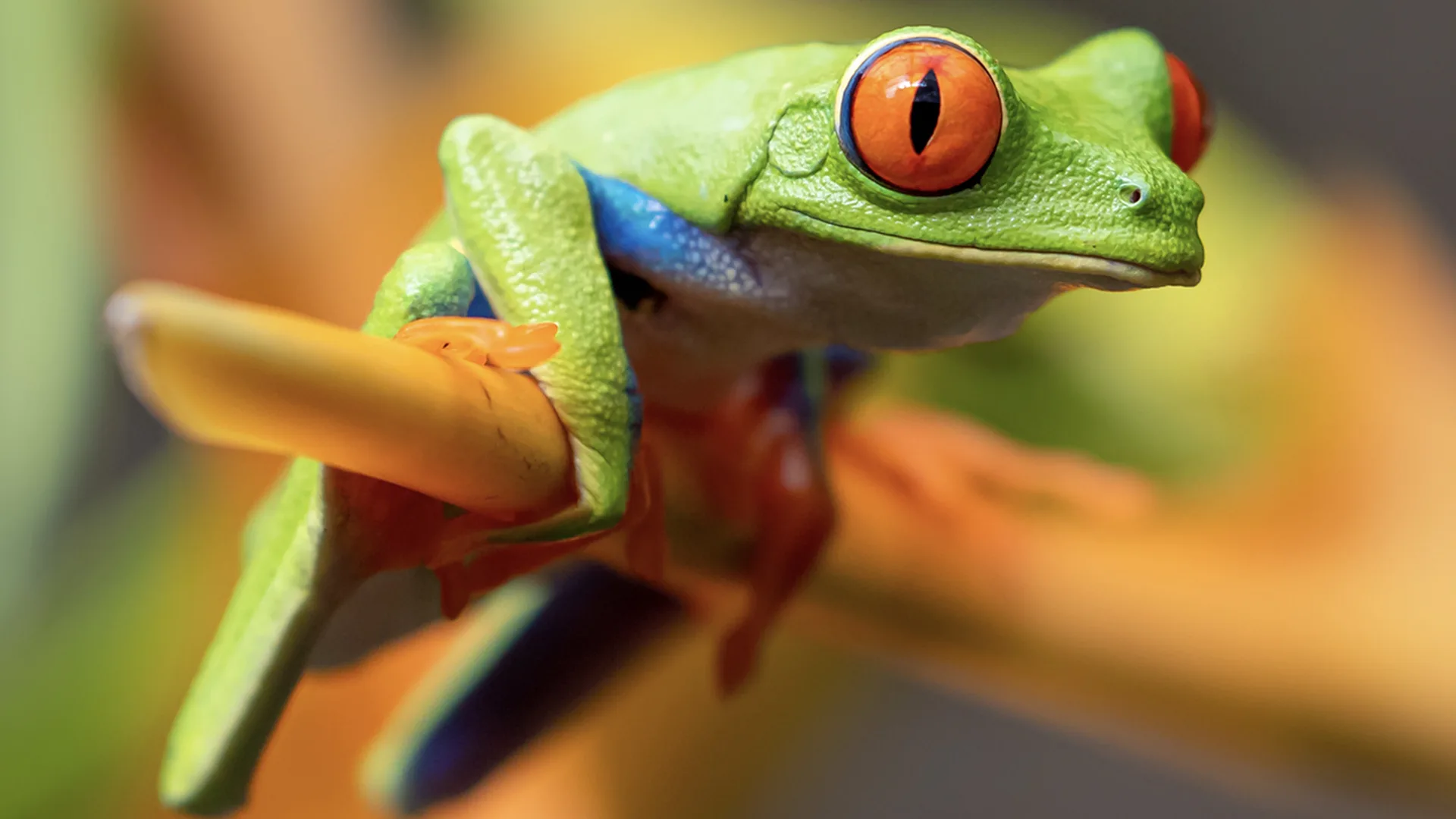 Green frog on a branch