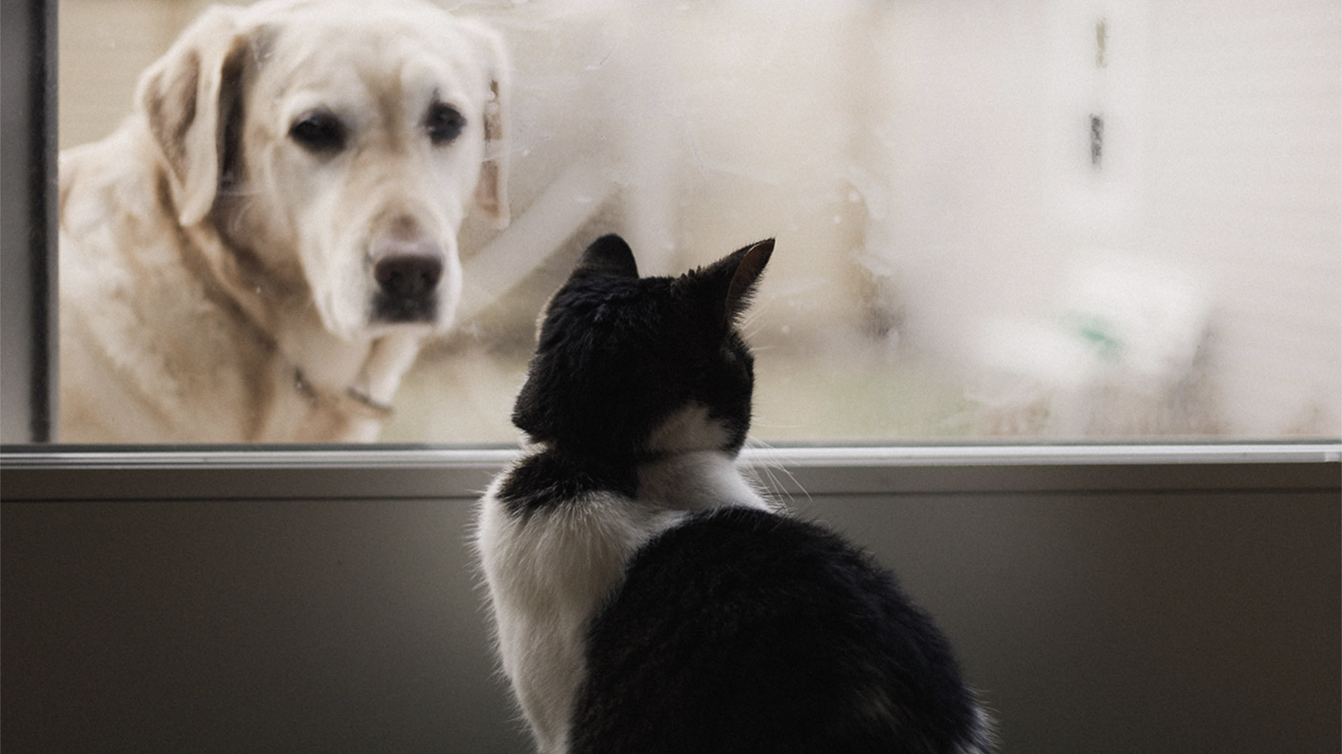 Black and white cat watching a Labrador dog through a window