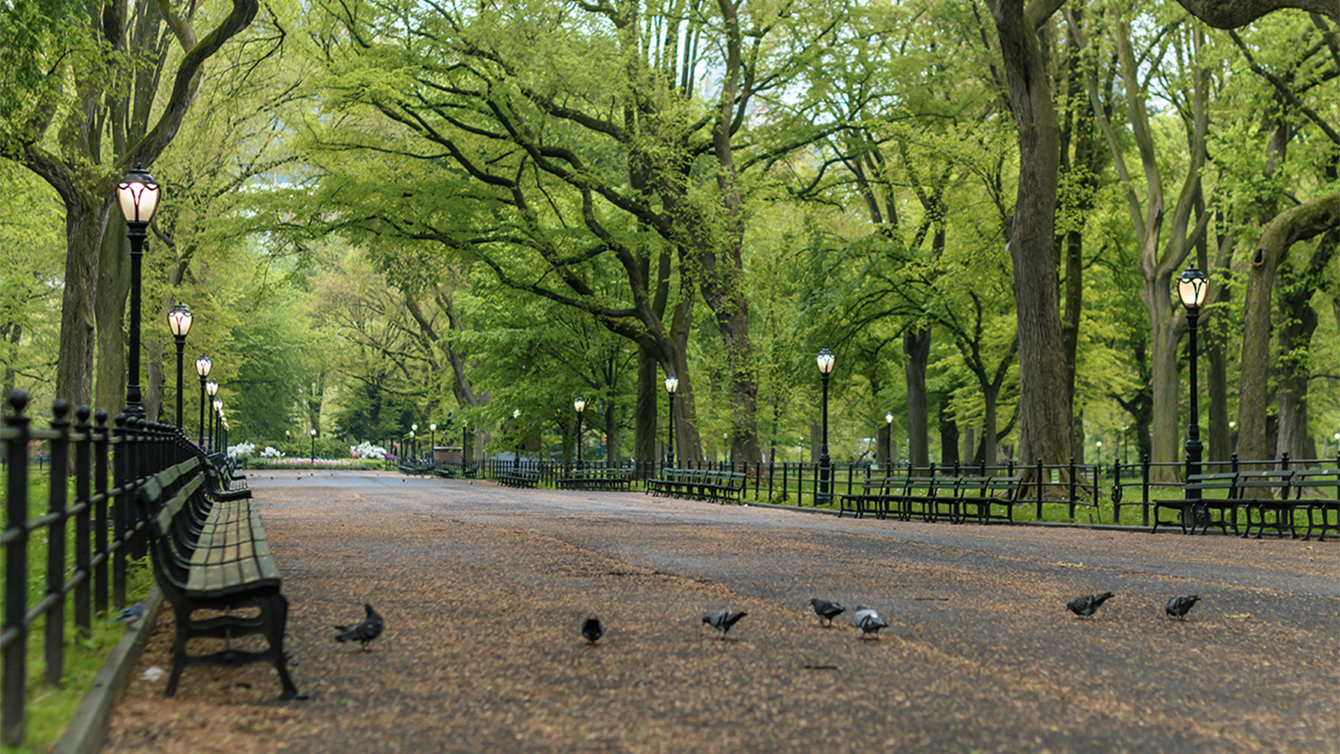Wide avenue in a park with pigeons