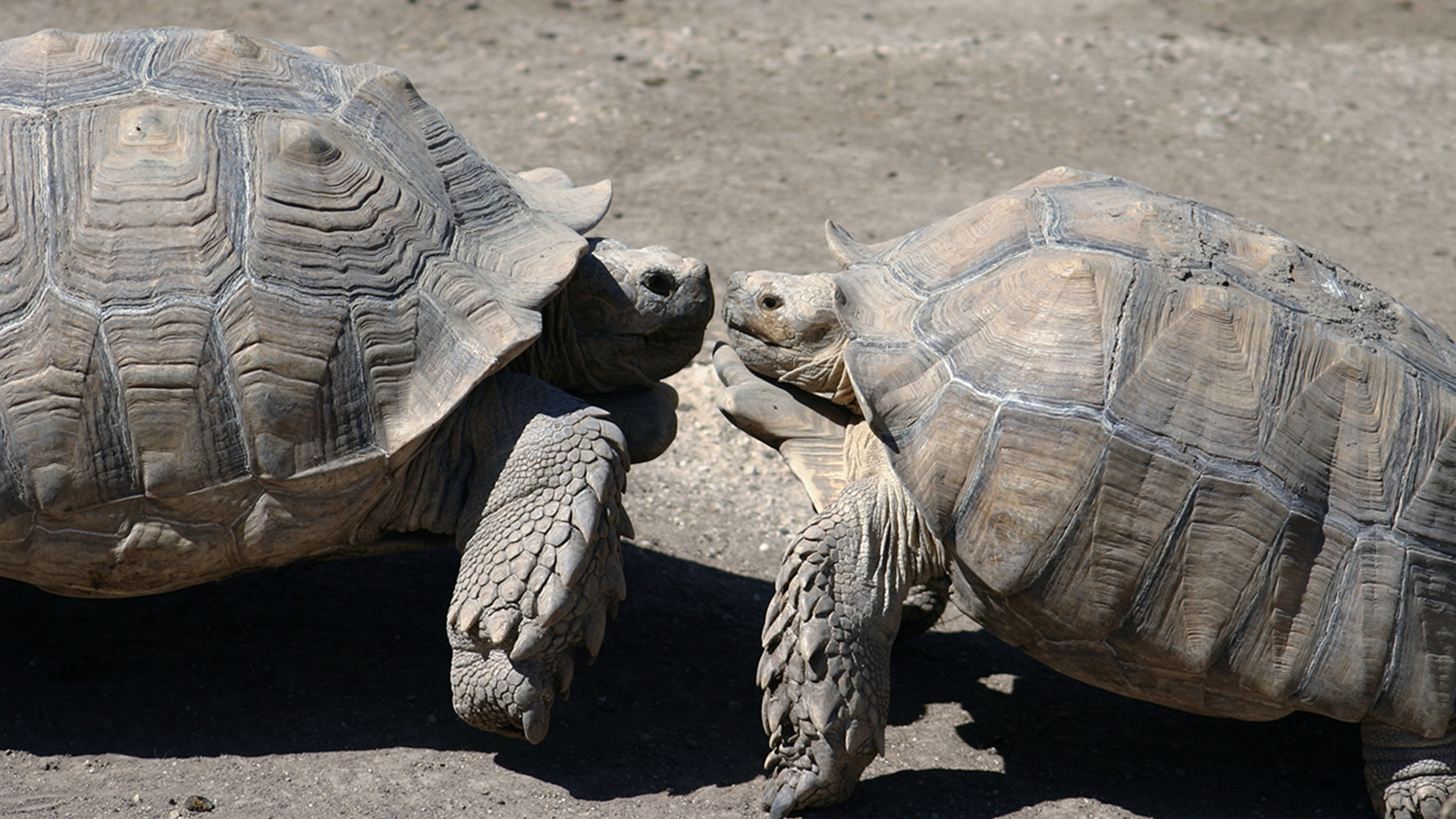 Two giant tortoises stare each other down
