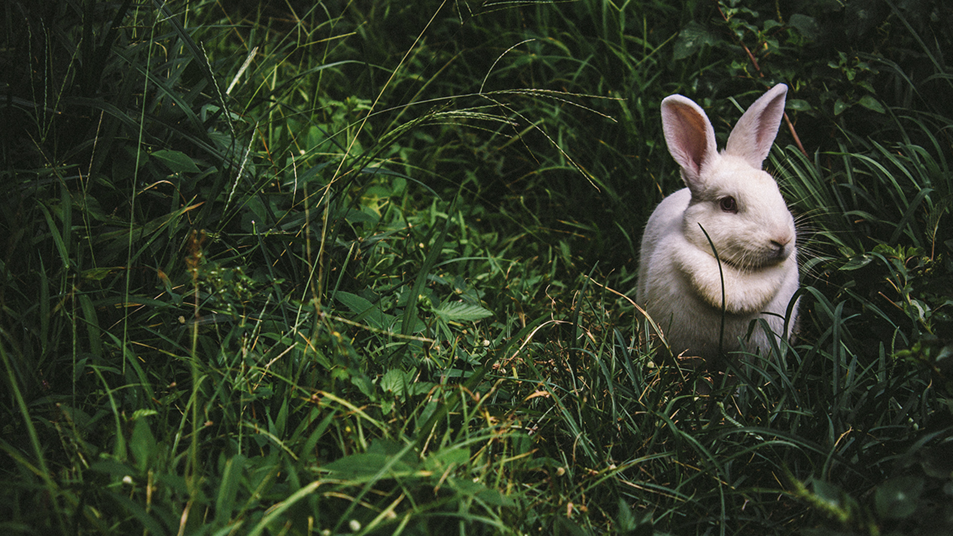 A rabbit sat in the grass
