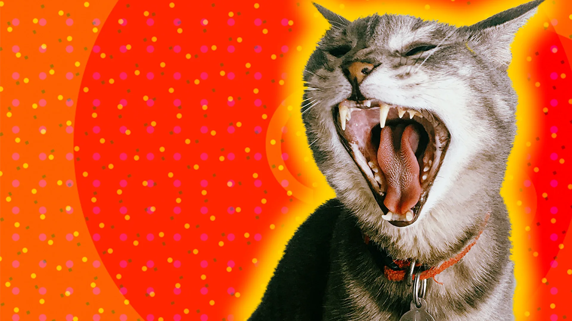 Screaming cat with a polkadot background and a glow around the image