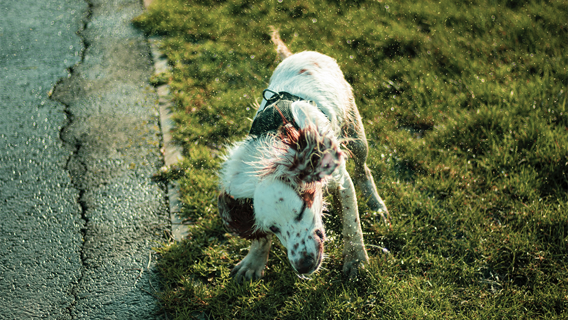 A wet white and brown dog standing on the grass shaking themselves dry.