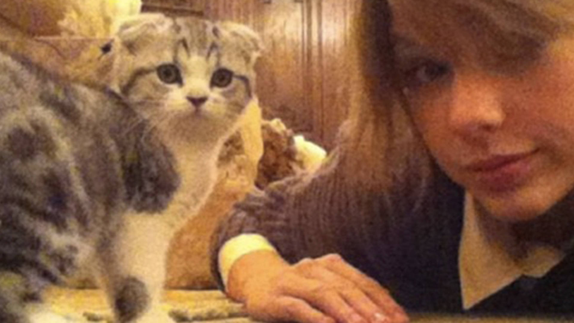 Taylor Swift with a grey kitten