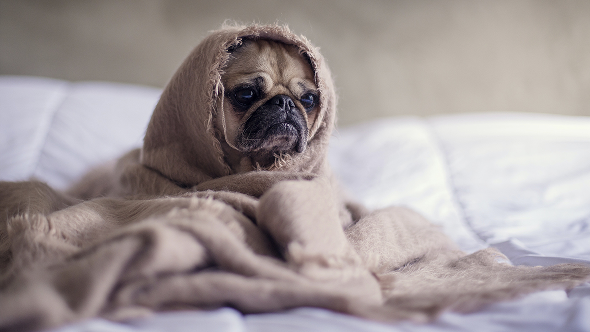 Sad pug covered with a blanket