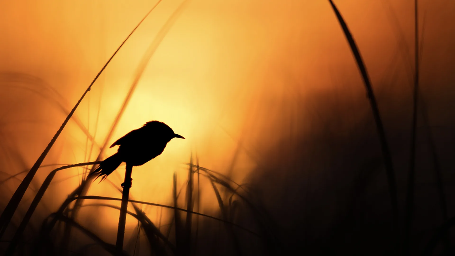 A small bird at sunrise