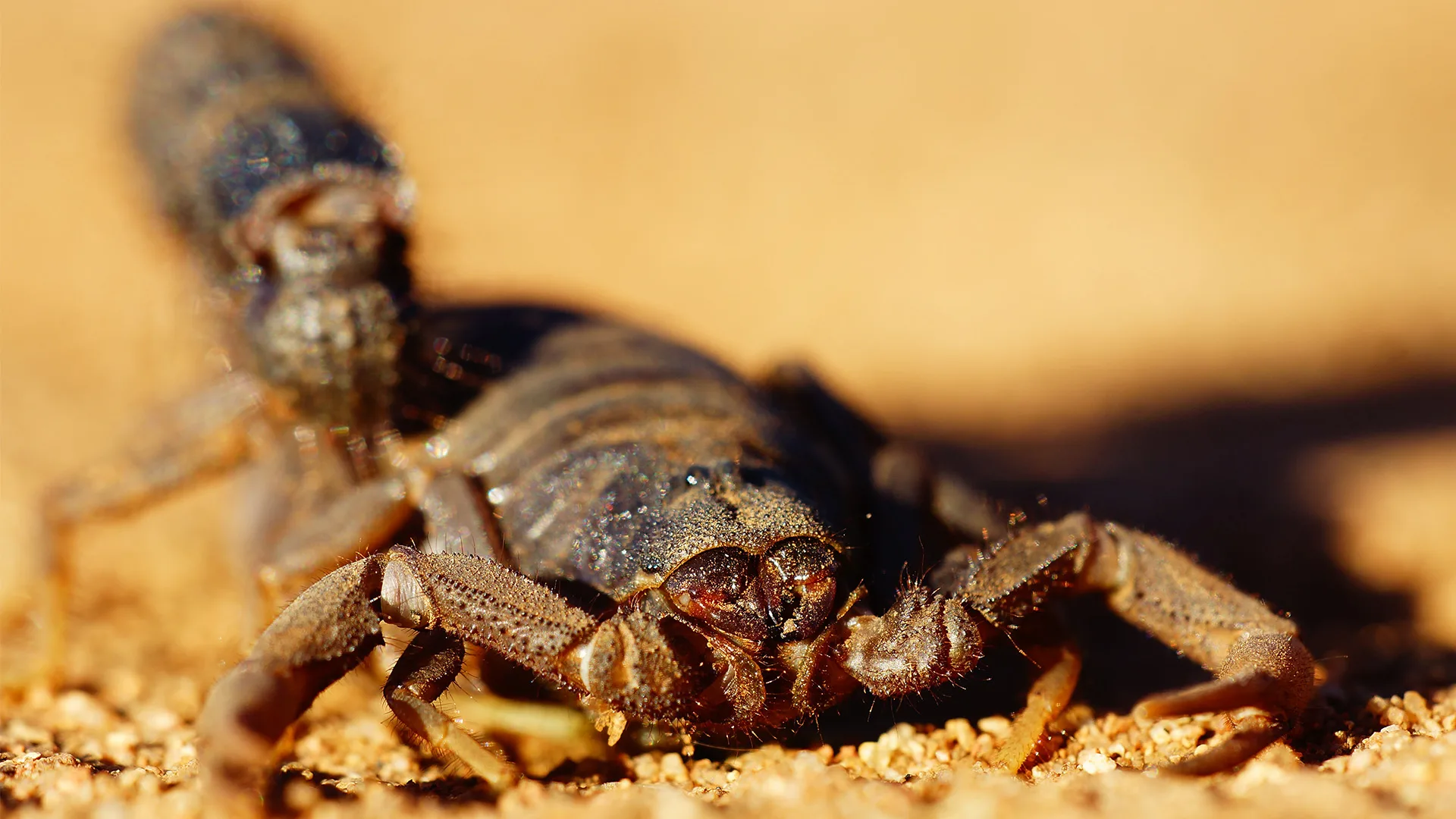A close up of a scorpion on sand