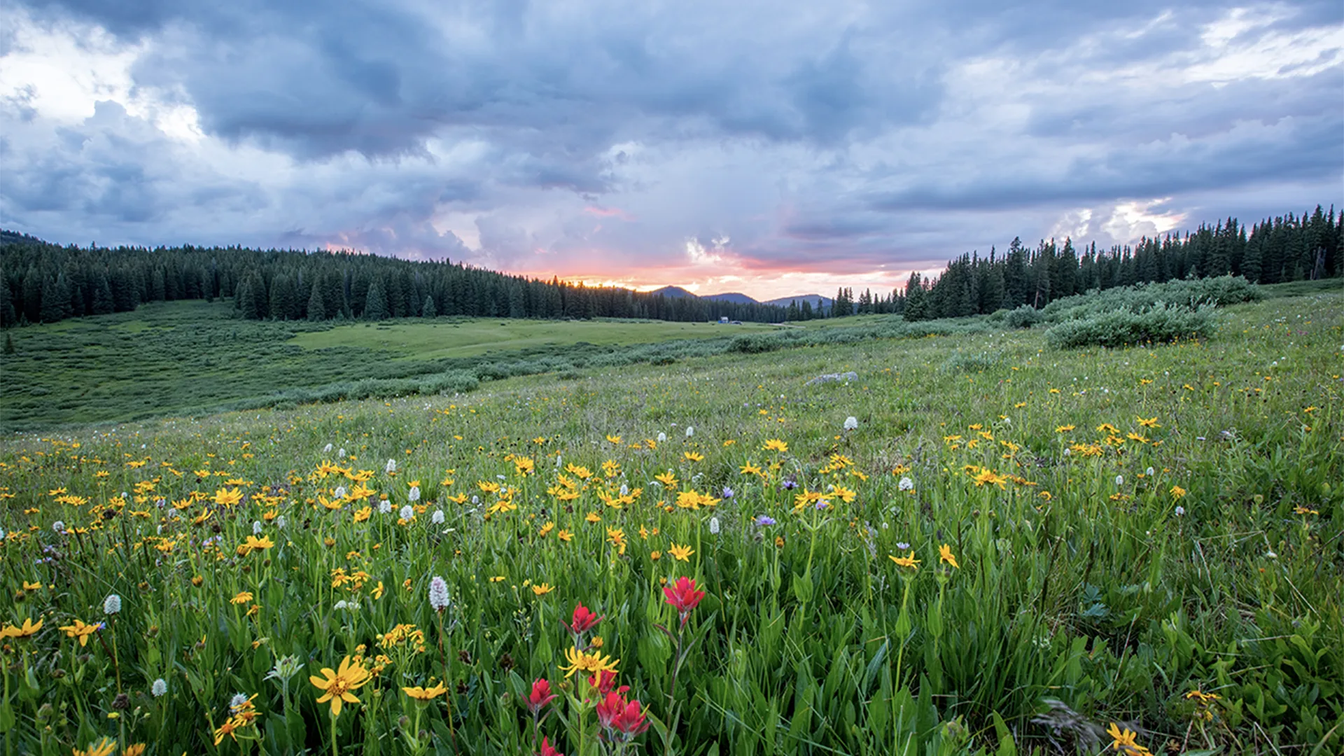 Flowers in a meadow with trees and mountains