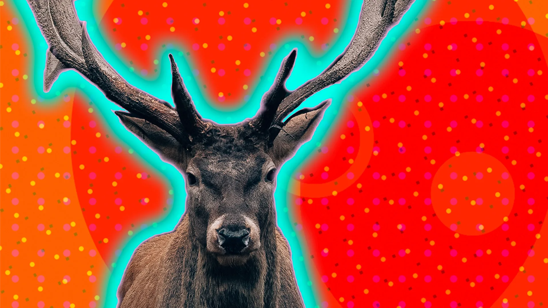 A stag outlined in a turquoise glow on an orange textured background