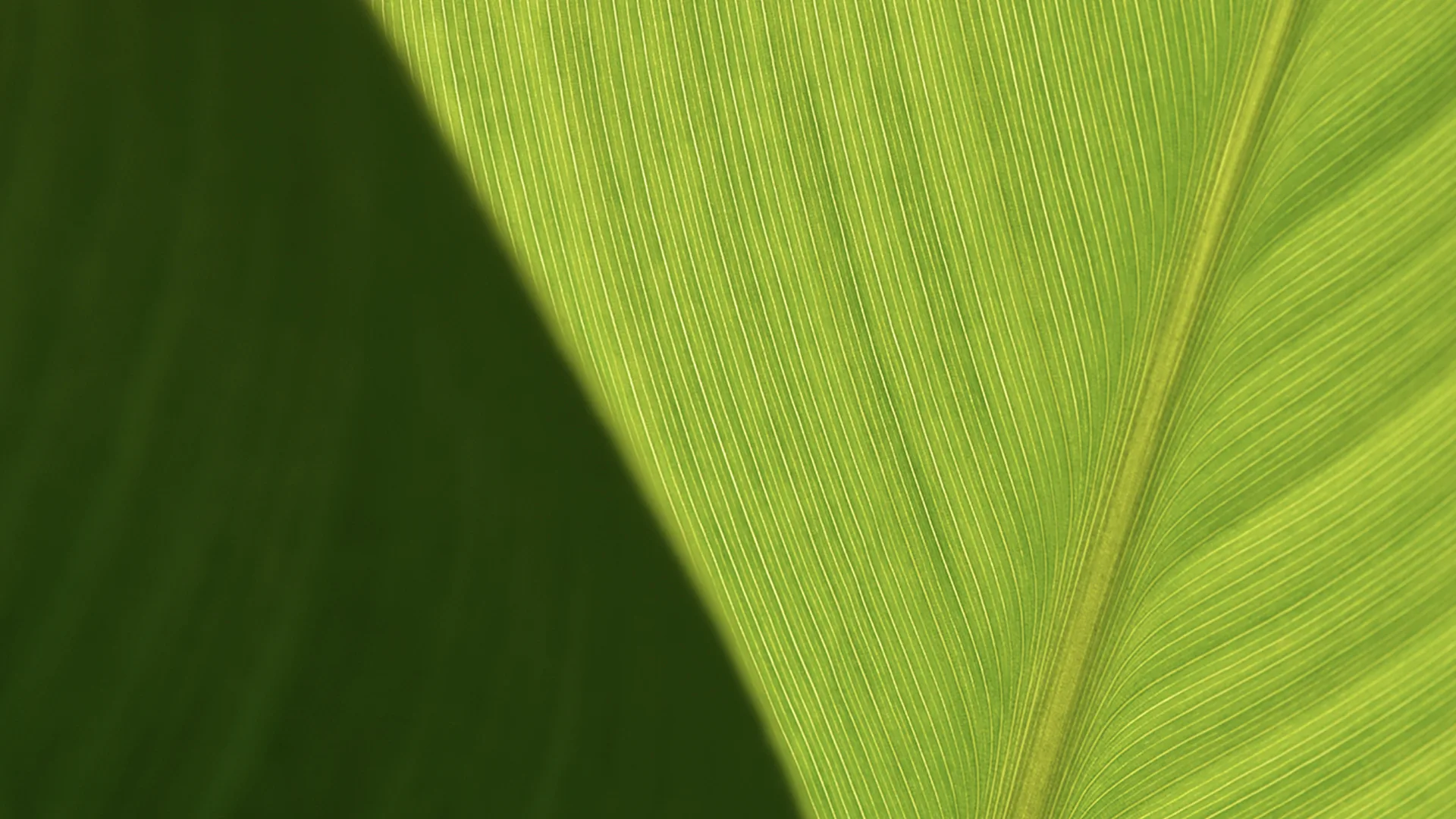 A close up of a bright green leaf.