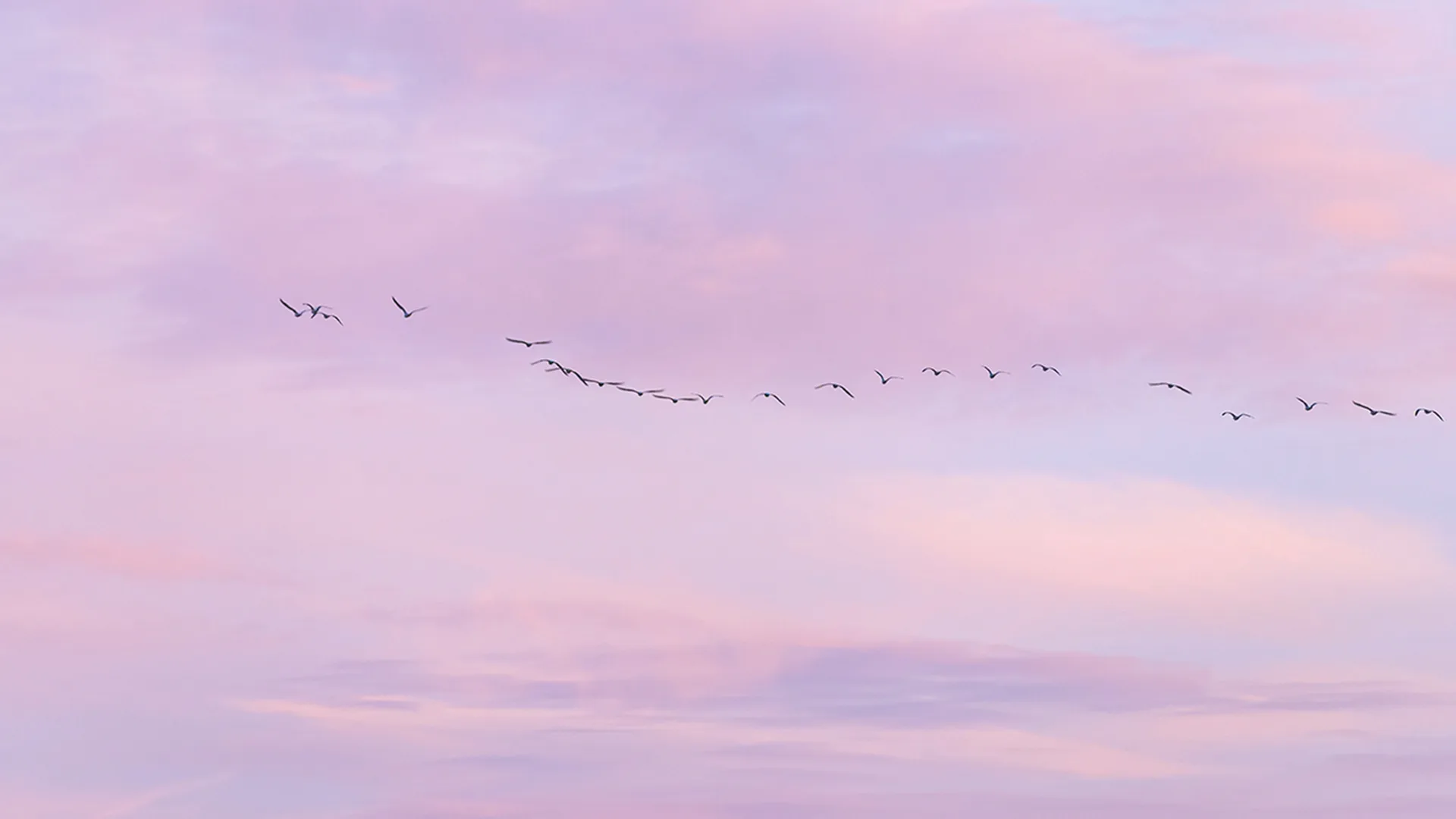 Pink and purple cloudy sky with birds
