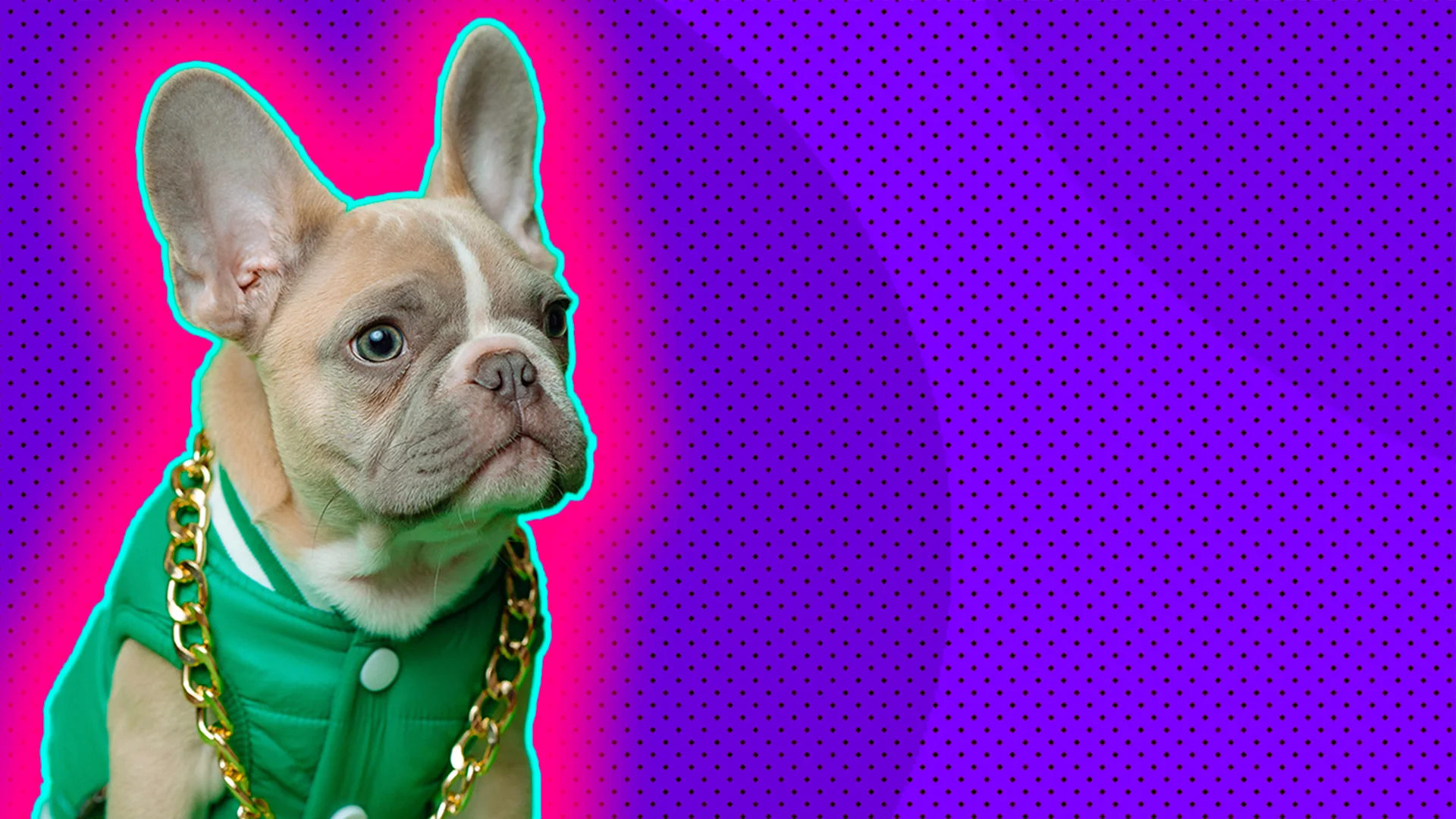 Pug dog in retro jacket and gold chain outlined by a pink glow effect on a dark purple dotted background