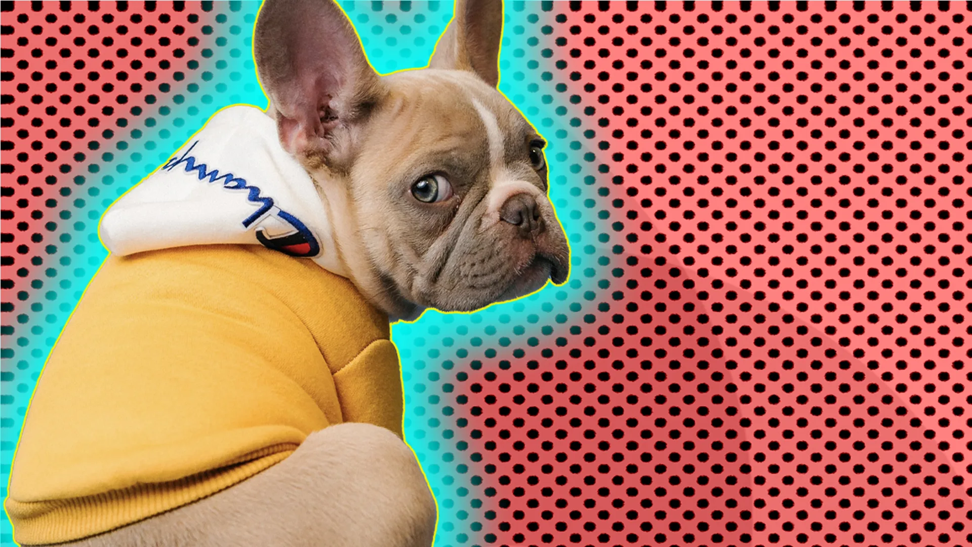 Puppy wearing a hoodie on a red background with a blue glow around it