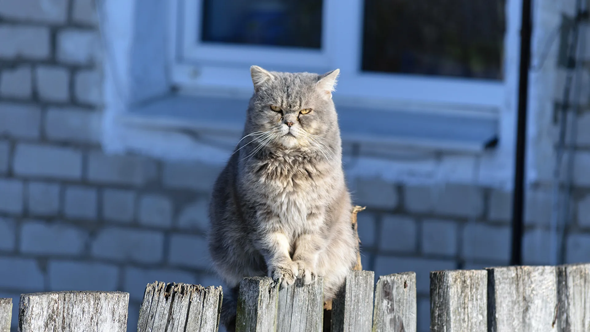 Grumpy cat staring at camera sat on a fence