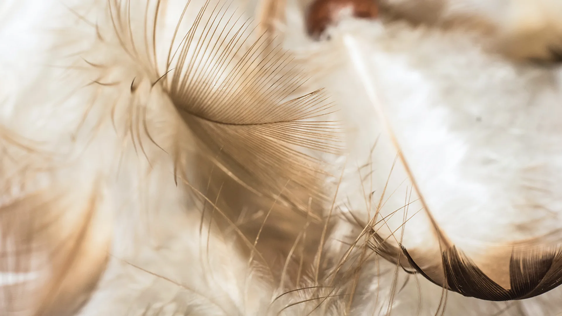 Feathers