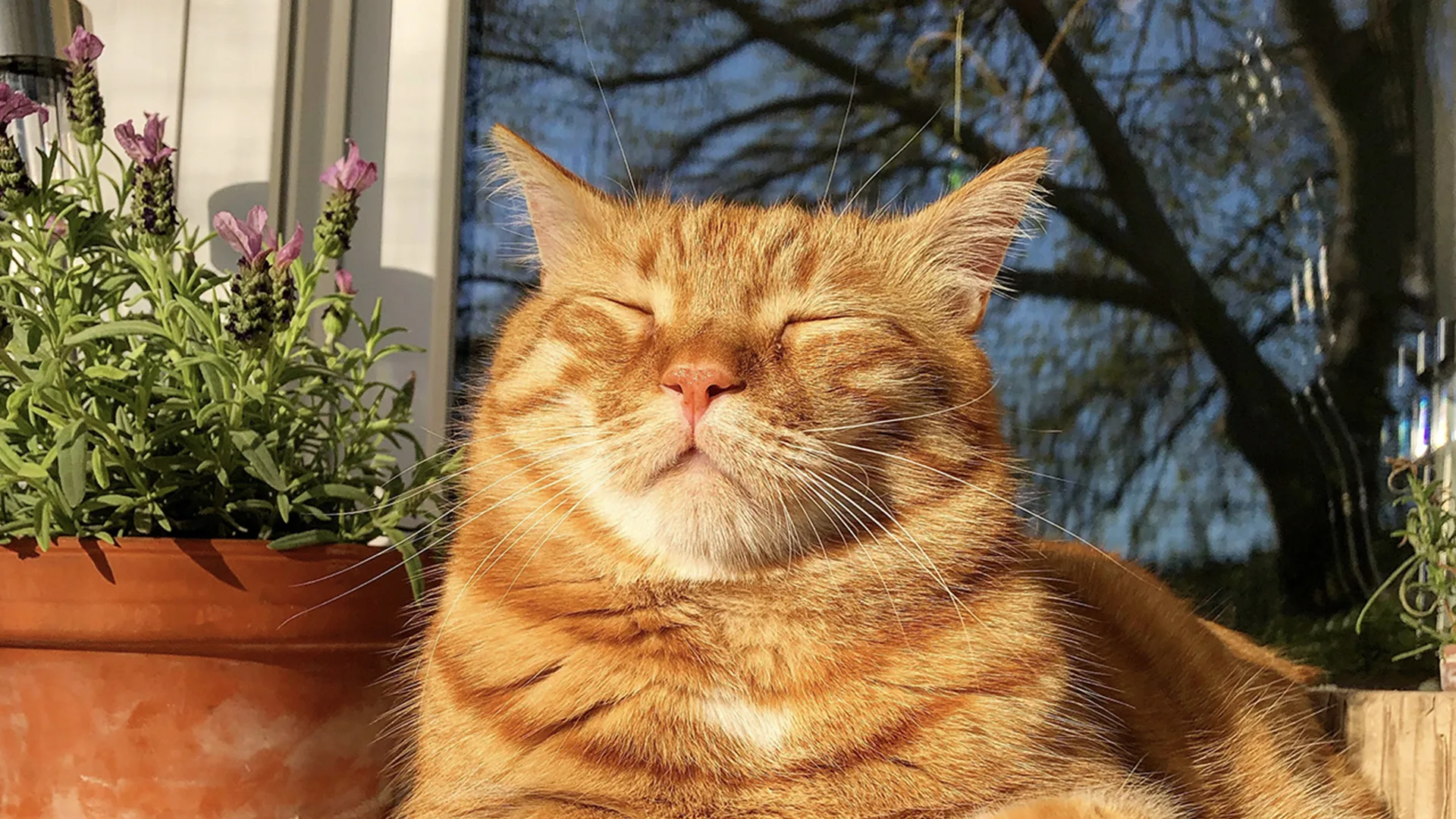 Ginger cat sleeping in the sunlight
