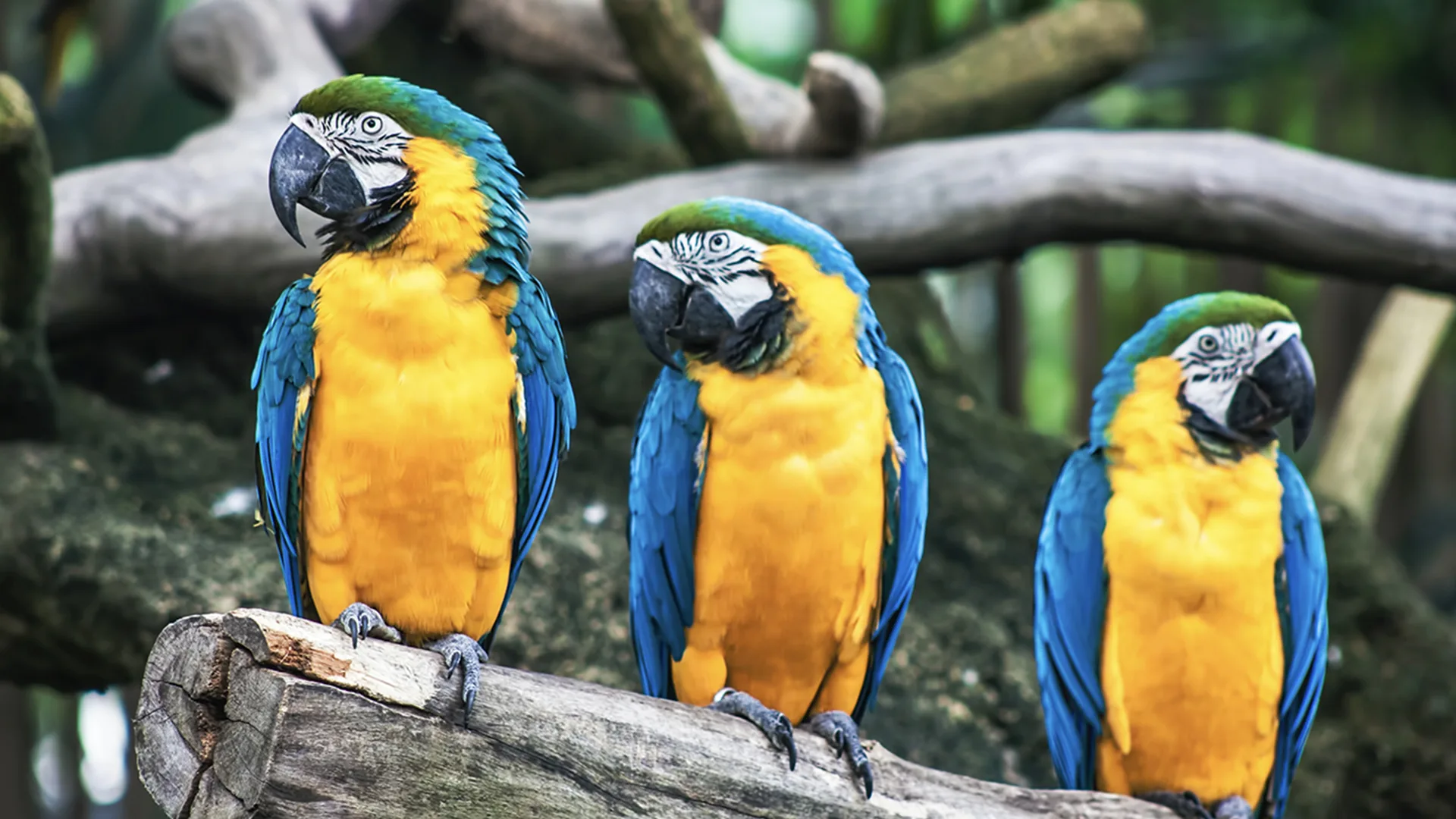Three blue and yellow macaws perched on branch.
