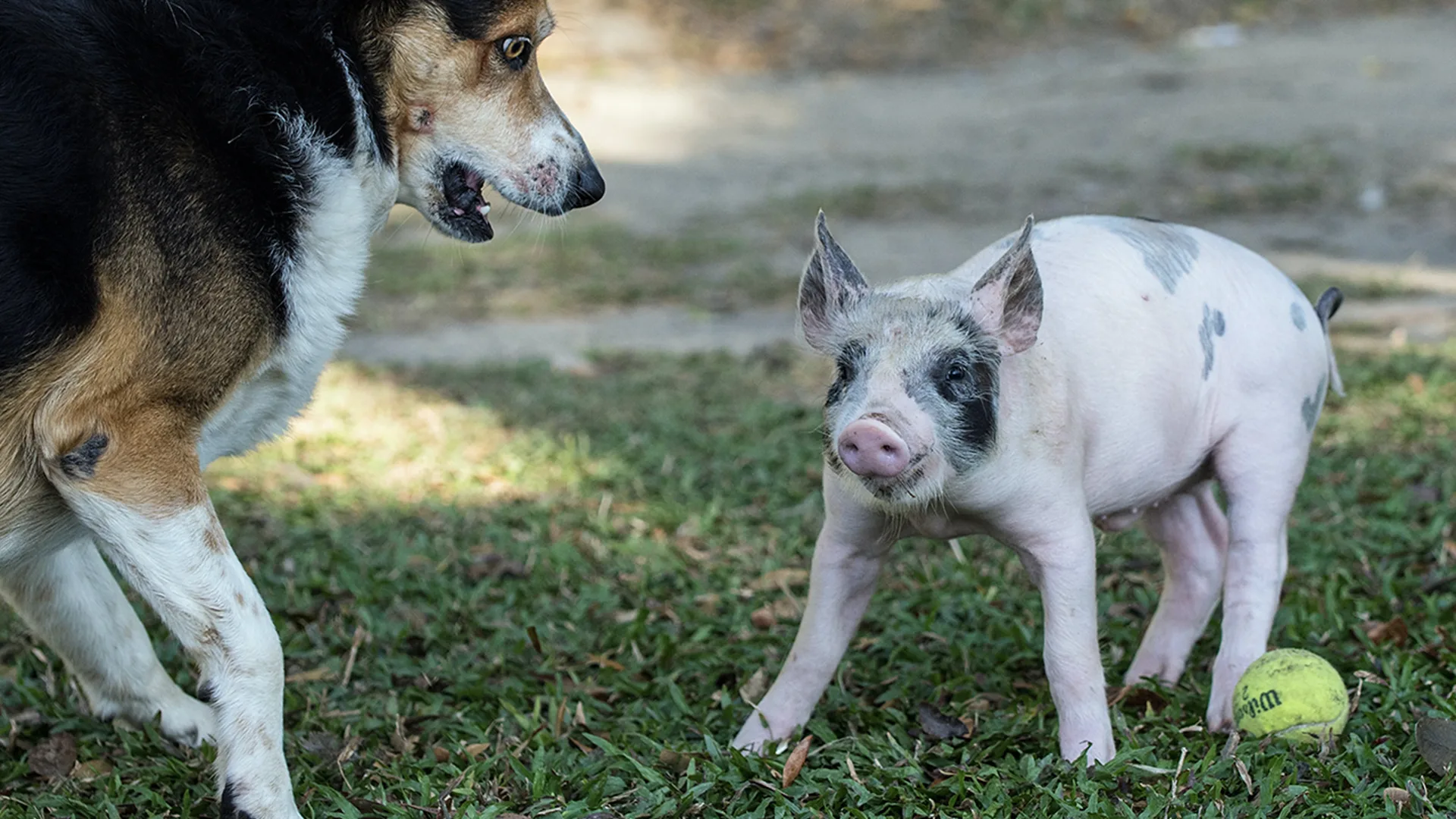 A dog and pig playing ball together on a lawn