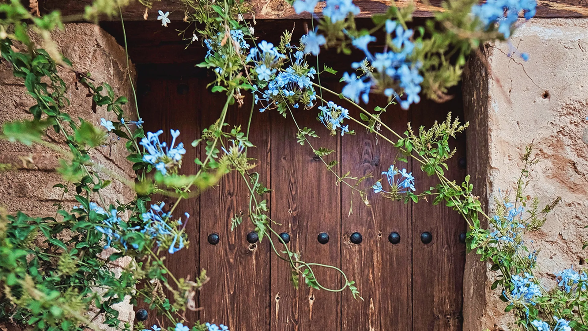 An old cottage door with blue flowers around it