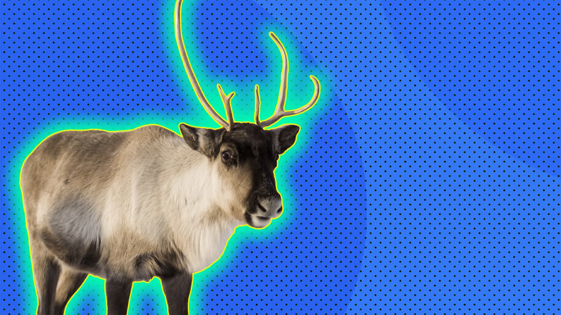 Reindeer, outlined by light green halo effect on blue-dotted background.
