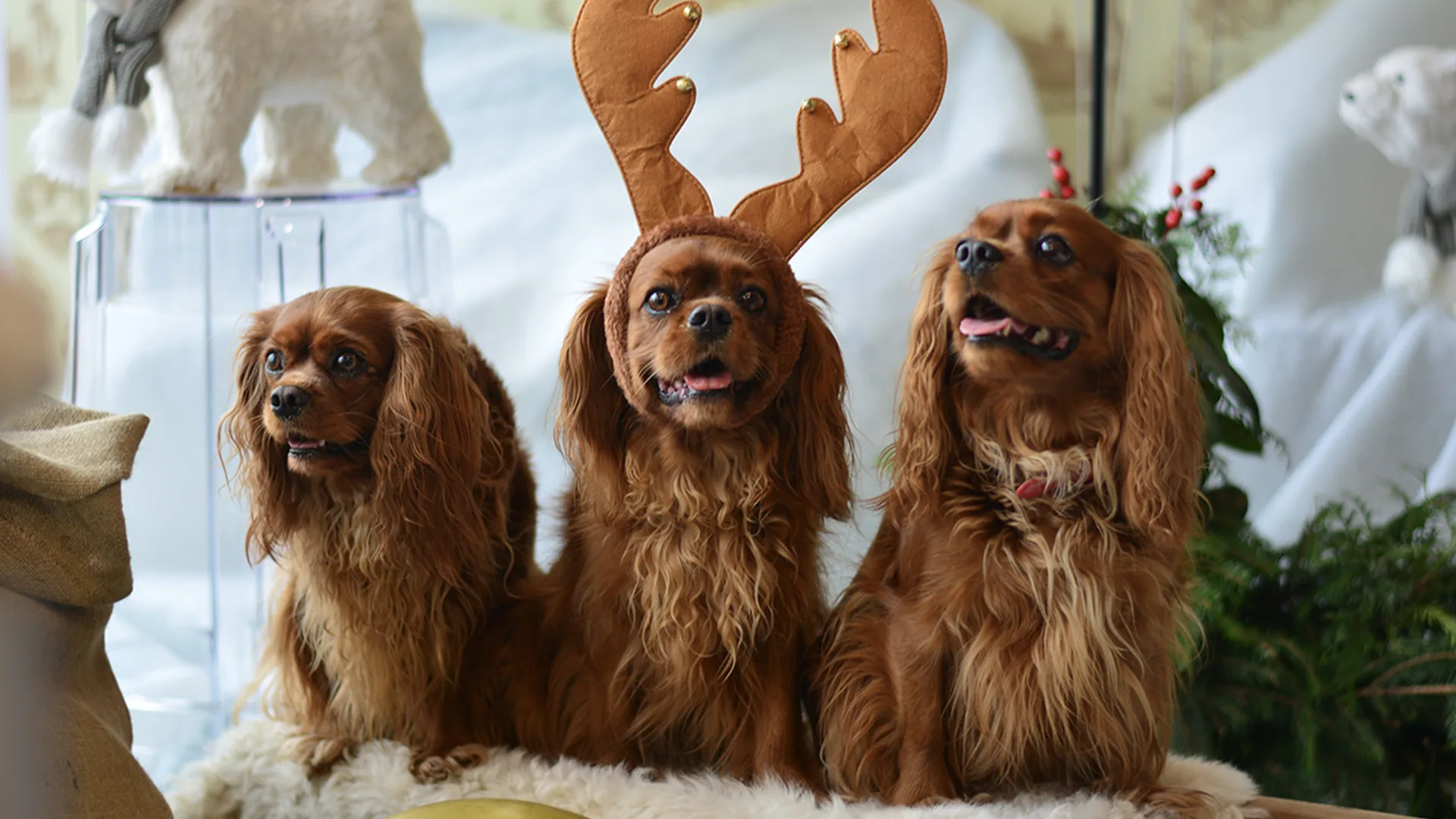 Three King Charles spaniels, one in the middle with antler headband