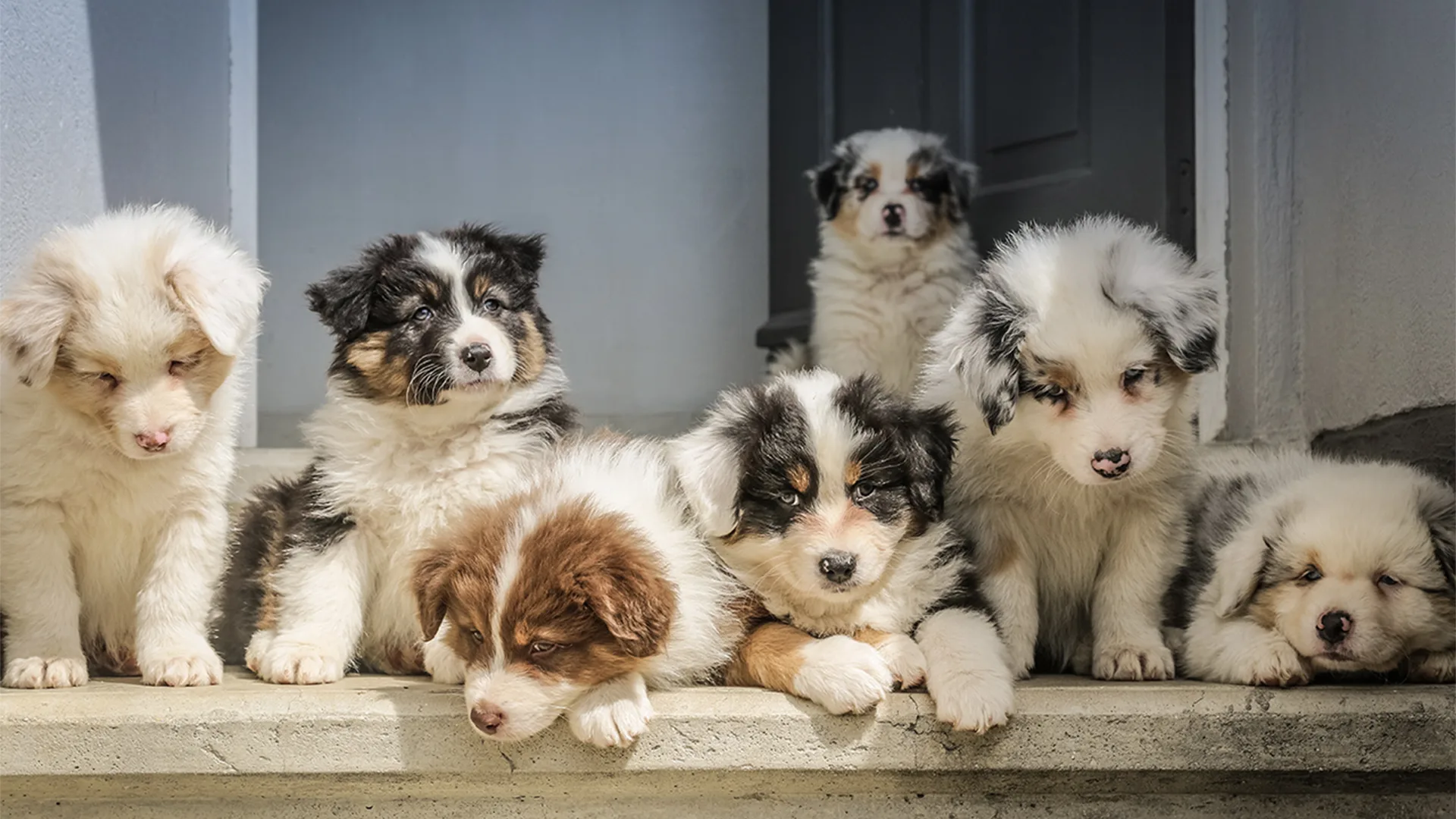 Litter of border collie puppies