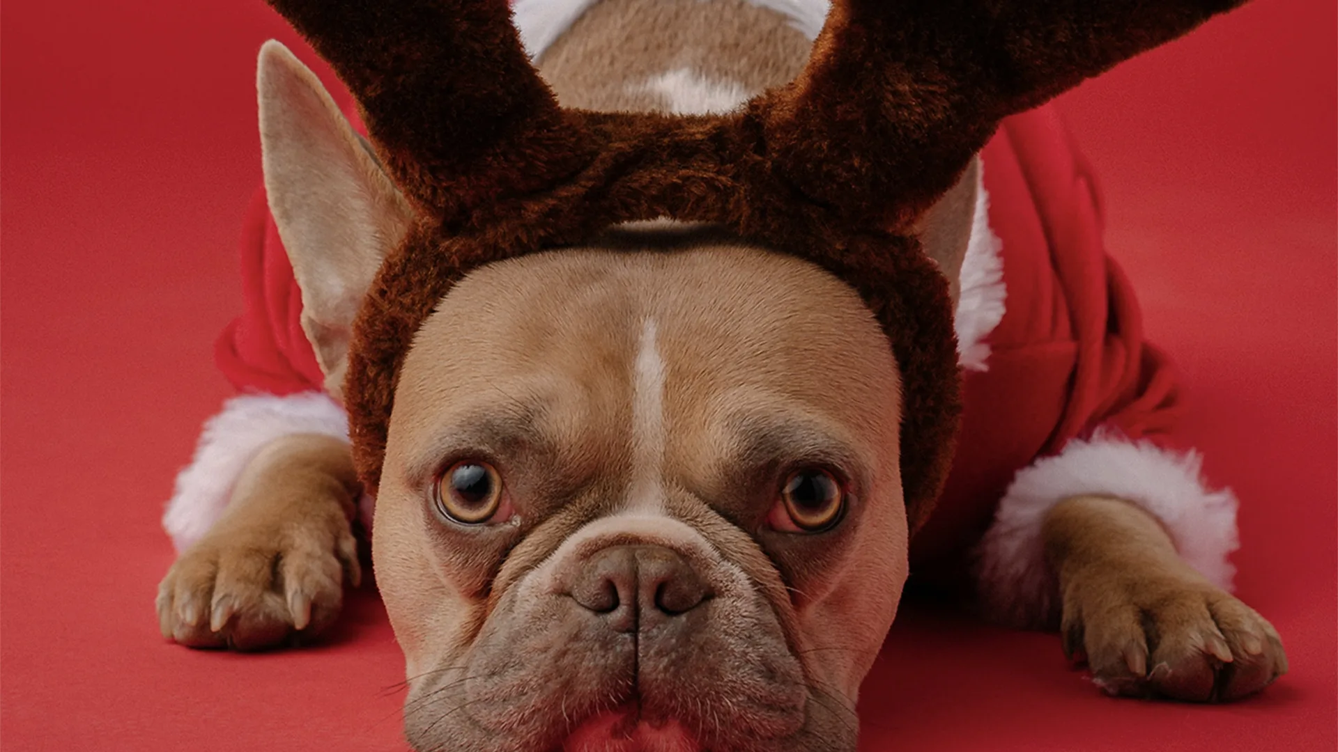 French bulldog with reindeer antler headband