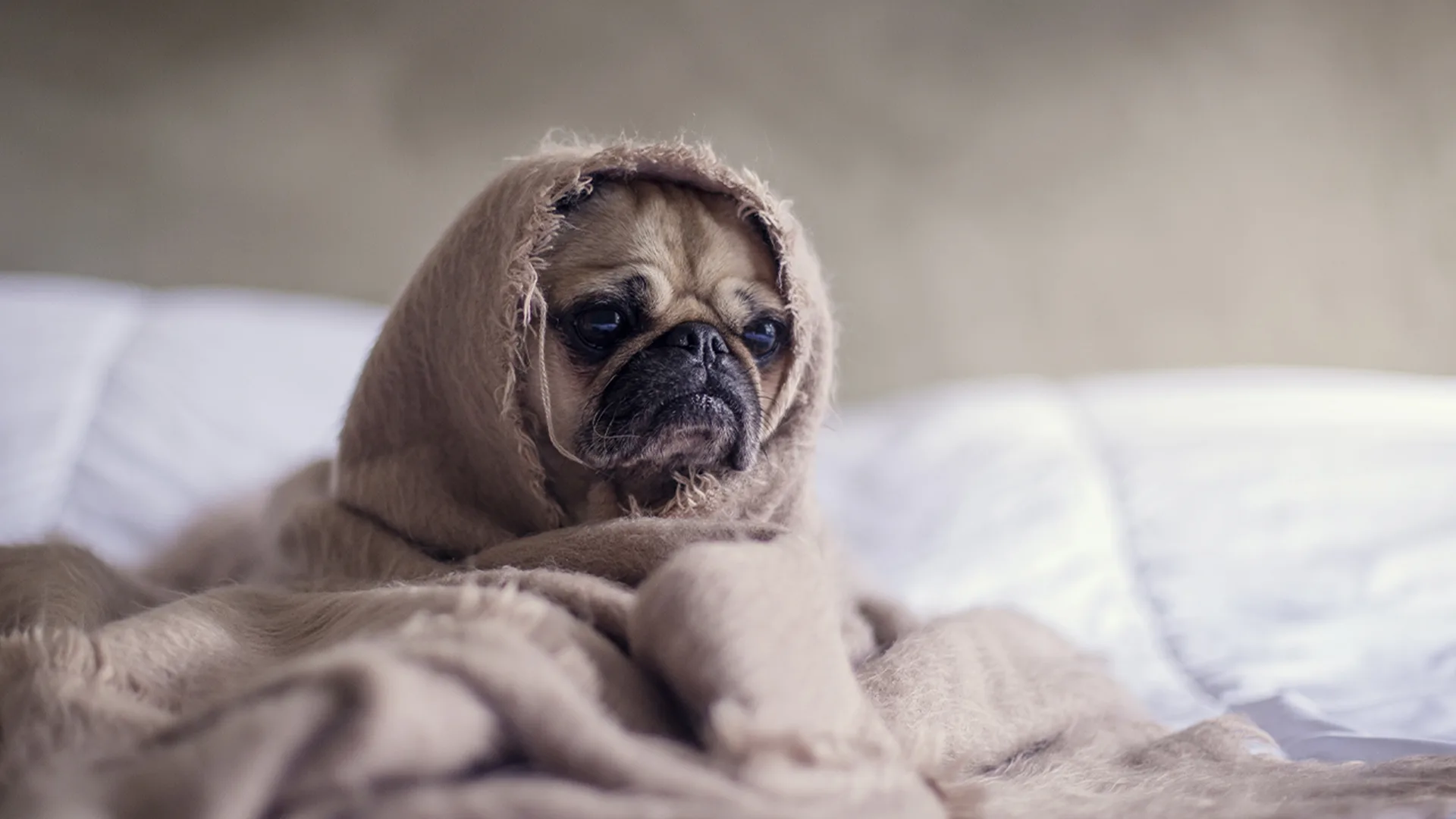 Pug in a blanket on a bed