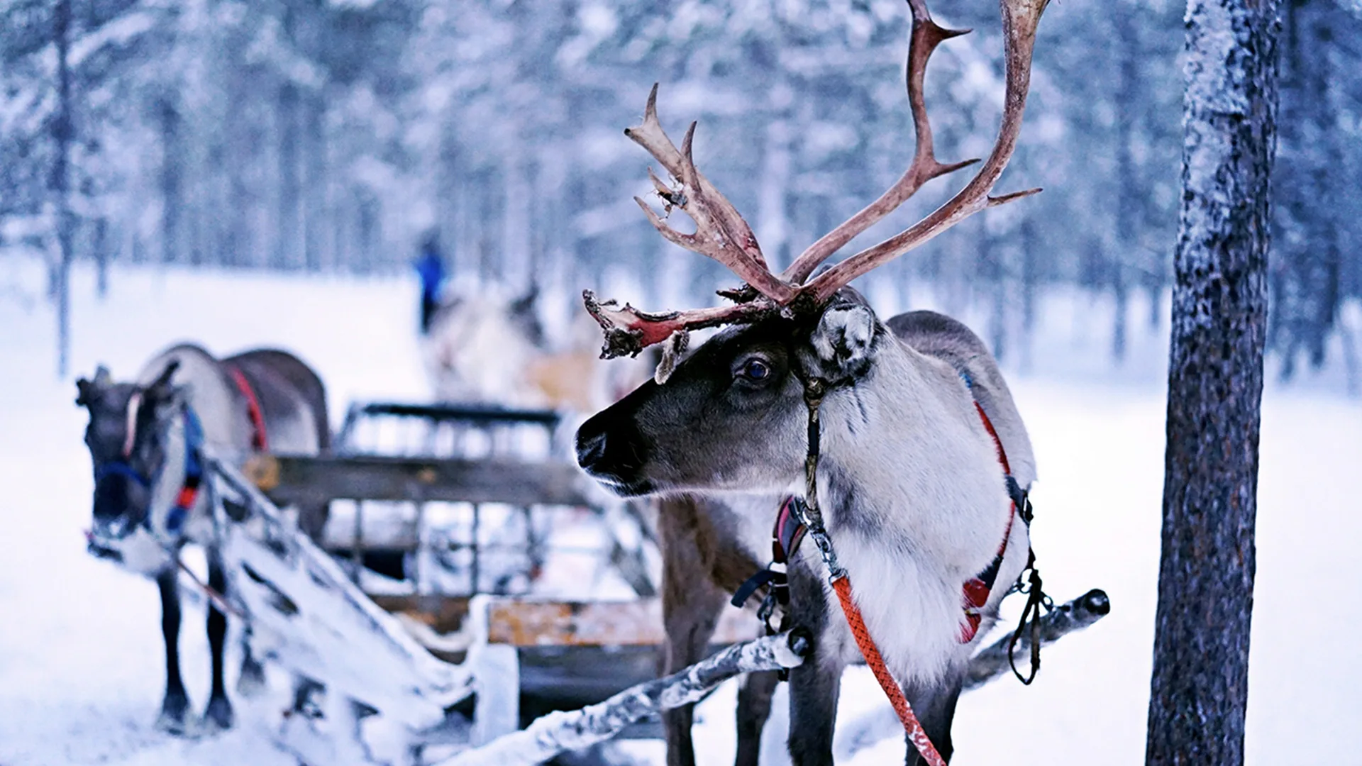 Santa's reindeer outdoor attached to Sleigh