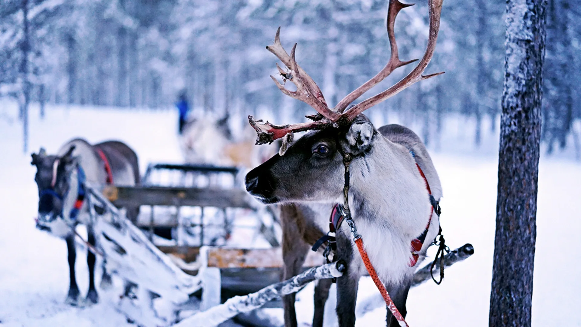 Reindeer attatched to a Christmas sleigh