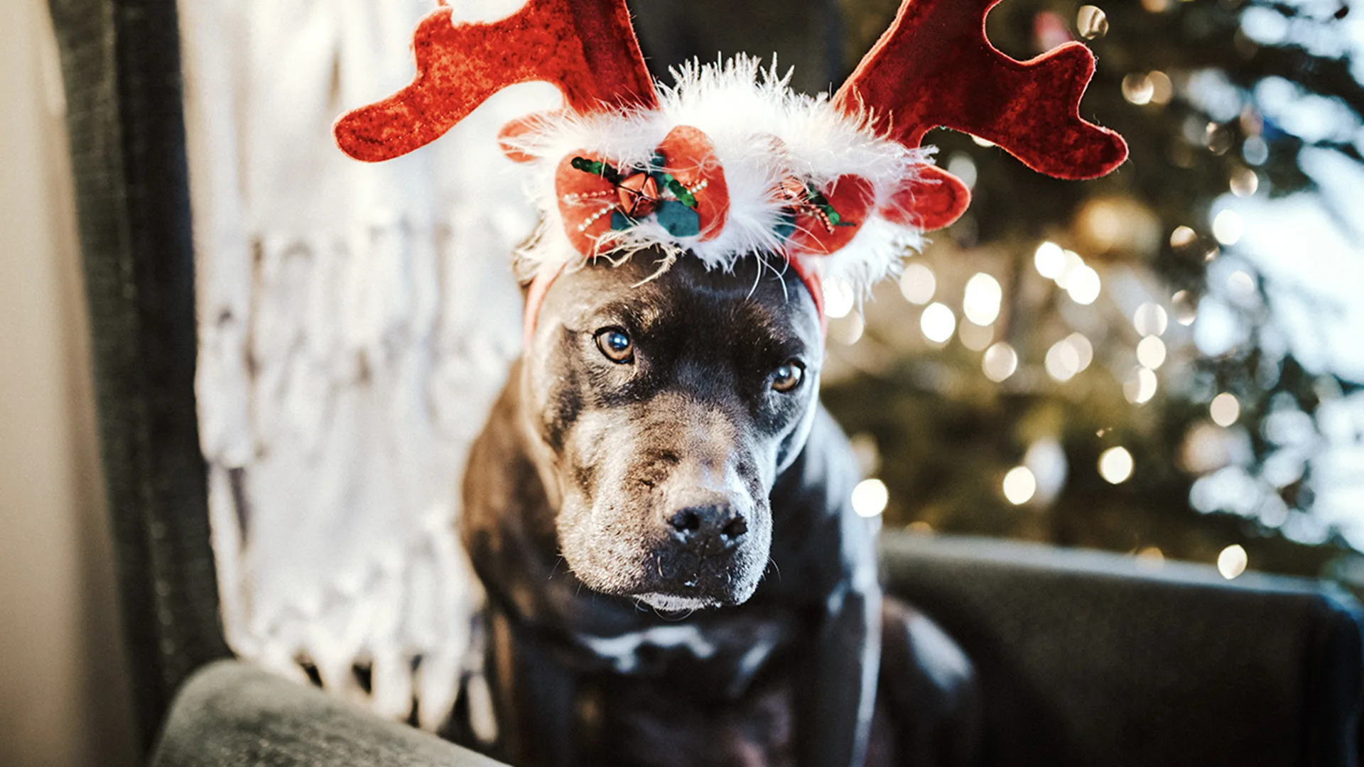 Staffy type dog with Christmas antlers on