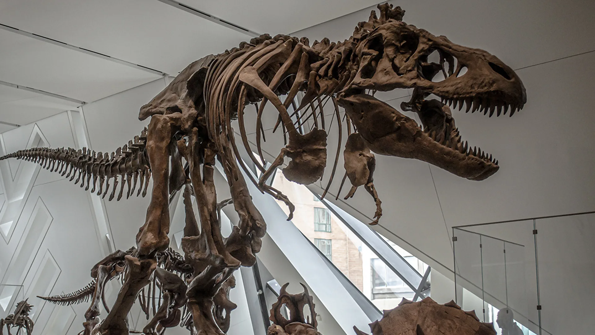 Dinosaur skeleton in museum
