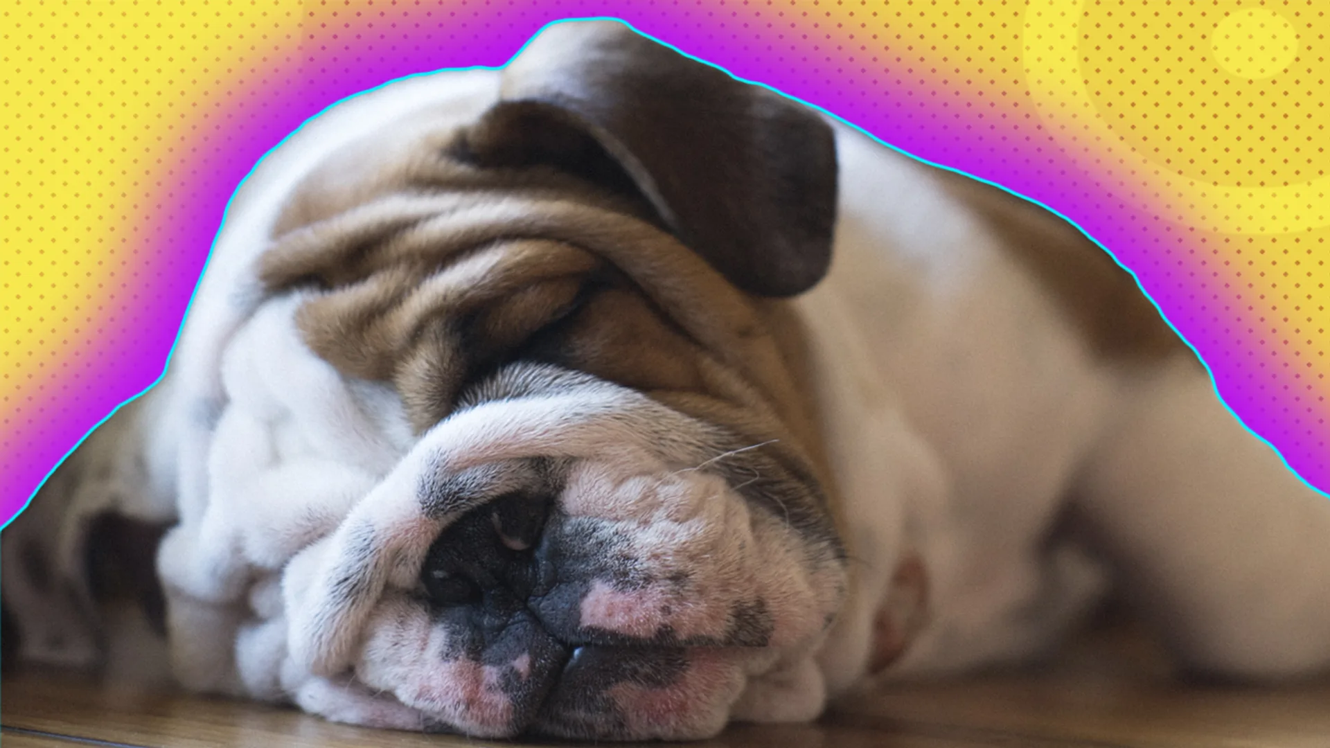 Sleeping dog with pink glow on a yellow background