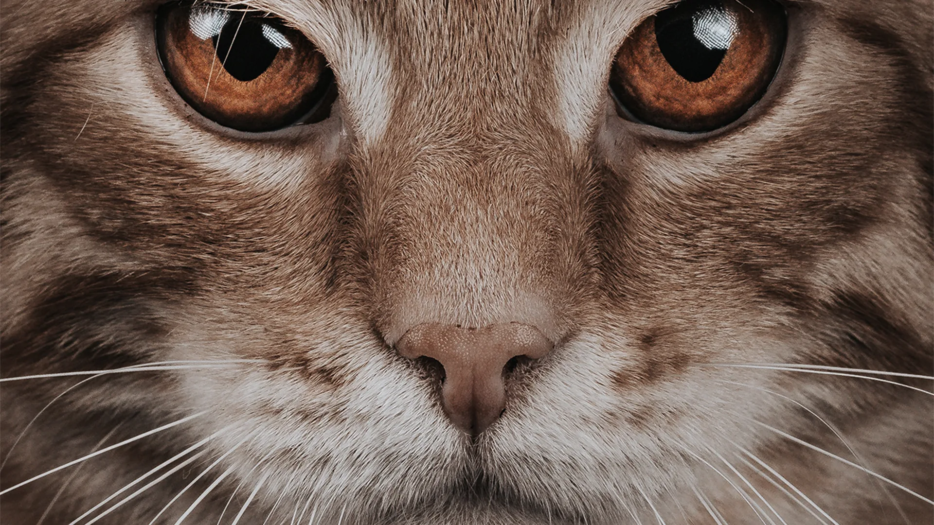 Close up of a tabby cat with Amber eyes